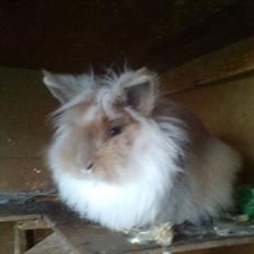 Kanin ¨˜°º•¤ Stald Kiwis Rosa ¤•º°˜¨ 