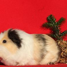 Marsvin Posidon Von Sortfod