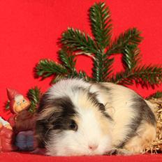 Marsvin Posidon Von Sortfod