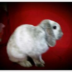 Kanin Nuller † R.I.P.