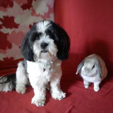 Kanin Nuller † R.I.P.