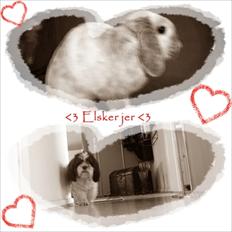 Kanin Nuller † R.I.P.