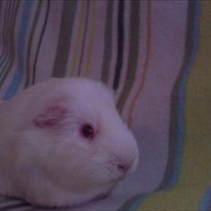 Marsvin » Smillas Pjuske «