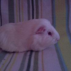 Marsvin » Smillas Pjuske «