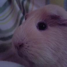 Marsvin » Ollis Wendy R.I.P.†  «