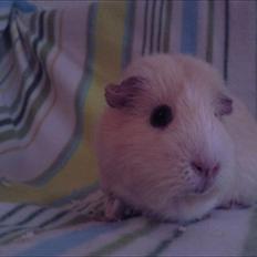 Marsvin » Ollis Wendy R.I.P.†  «