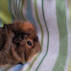 Marsvin » Sputtes Moonlight Shadow  «