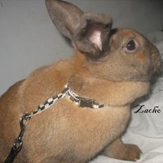 Kanin Dundines Mini Troja