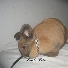 Kanin Dundines Mini Troja