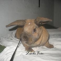 Kanin Dundines Mini Troja