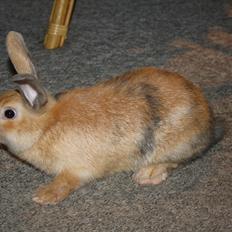 Kanin Stald Winther`s Golden Kitty <3 R.I.P.