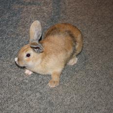 Kanin Stald Winther`s Golden Kitty <3 R.I.P.