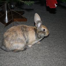 Kanin Stald Winther`s Golden Kitty <3 R.I.P.