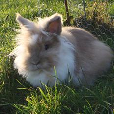 Kanin ¨˜°º•¤ Stald Kiwis Rosa ¤•º°˜¨ 