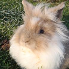 Kanin ¨˜°º•¤ Stald Kiwis Rosa ¤•º°˜¨ 