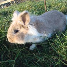 Kanin  ¨˜°º•¤ Stald Kiwis Felix ¤•º°˜¨ 