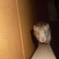 Tamrotte Belle Fleur *R.I.P.*