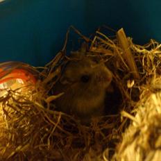 Dværghamster Arthur