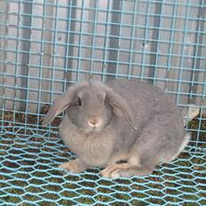 Kanin | Nanze's Puerto de la Cruz 