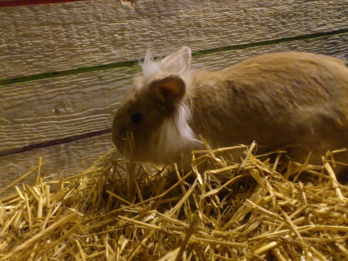 Kanin  ¨˜°º•¤ Stald Kiwis Felix ¤•º°˜¨  - ses håber i nyd det 
 billede 12