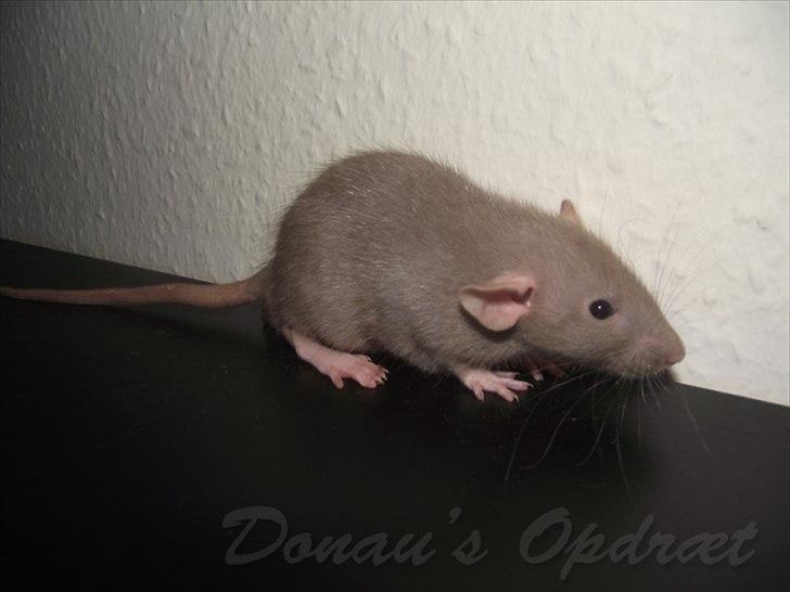 Tamrotte Donau´s Buddy Of Mine *Buddy* billede 1