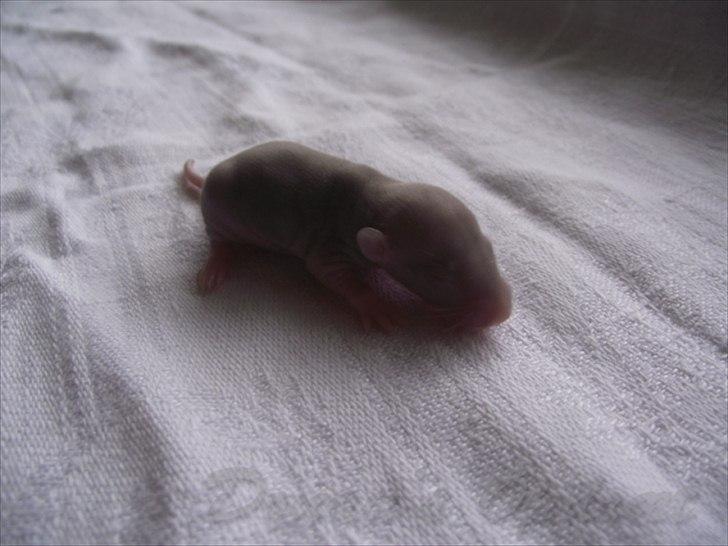 Tamrotte Donau´s Buddy Of Mine *Buddy* billede 2