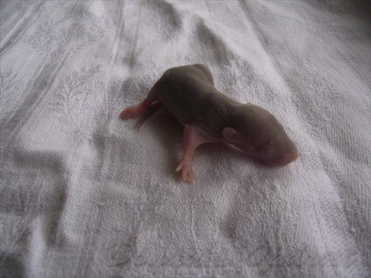 Tamrotte Donau´s Buddy Of Mine *Buddy* billede 3