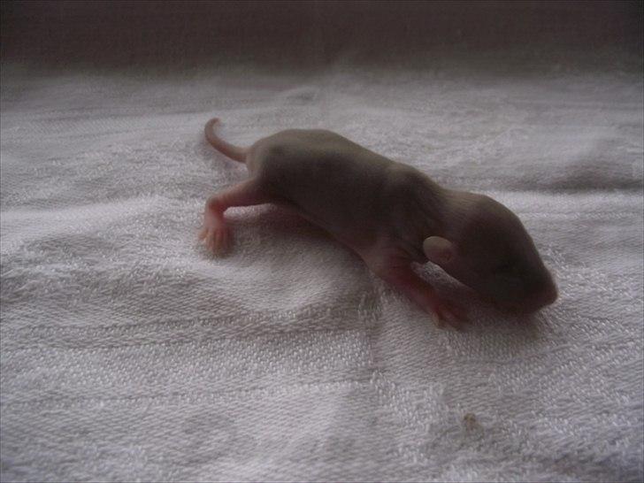 Tamrotte Donau´s Buddy Of Mine *Buddy* billede 4