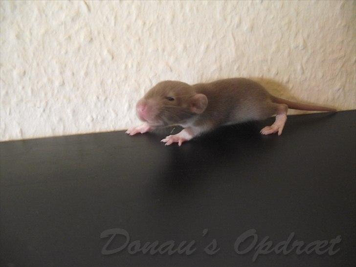 Tamrotte Donau´s Buddy Of Mine *Buddy* billede 5