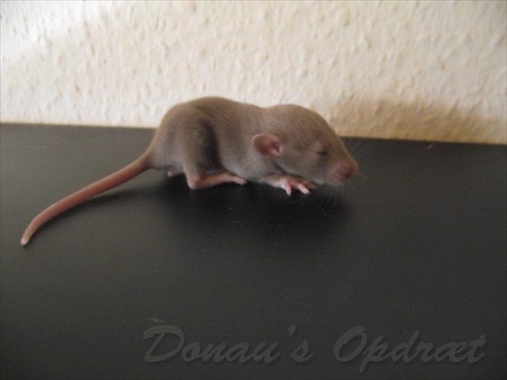 Tamrotte Donau´s Buddy Of Mine *Buddy* billede 6