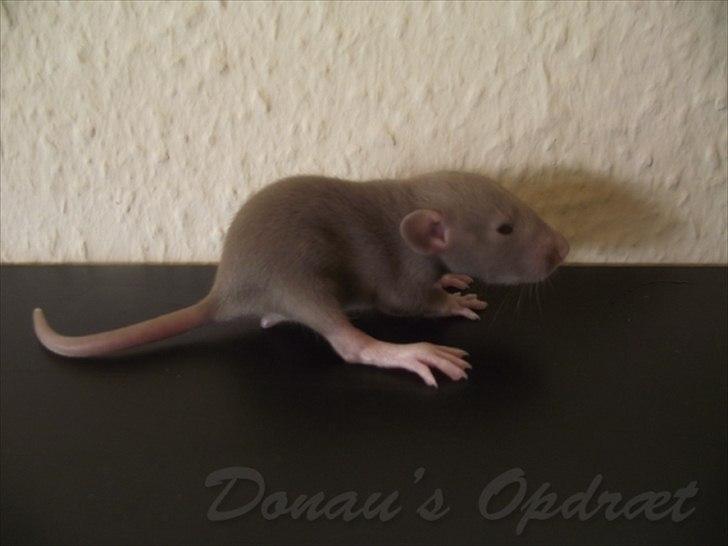 Tamrotte Donau´s Buddy Of Mine *Buddy* billede 7