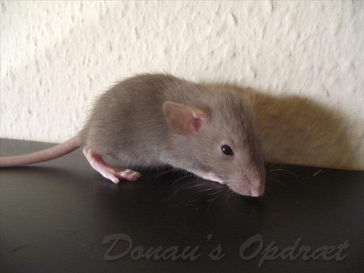 Tamrotte Donau´s Buddy Of Mine *Buddy* billede 8