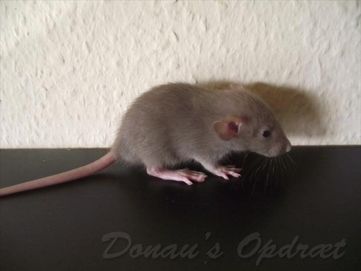 Tamrotte Donau´s Buddy Of Mine *Buddy* billede 9