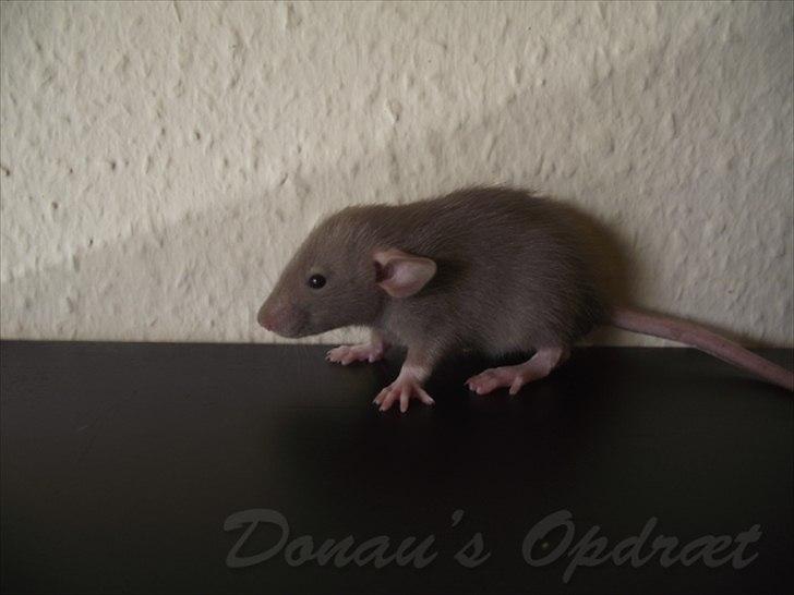 Tamrotte Donau´s Buddy Of Mine *Buddy* billede 10