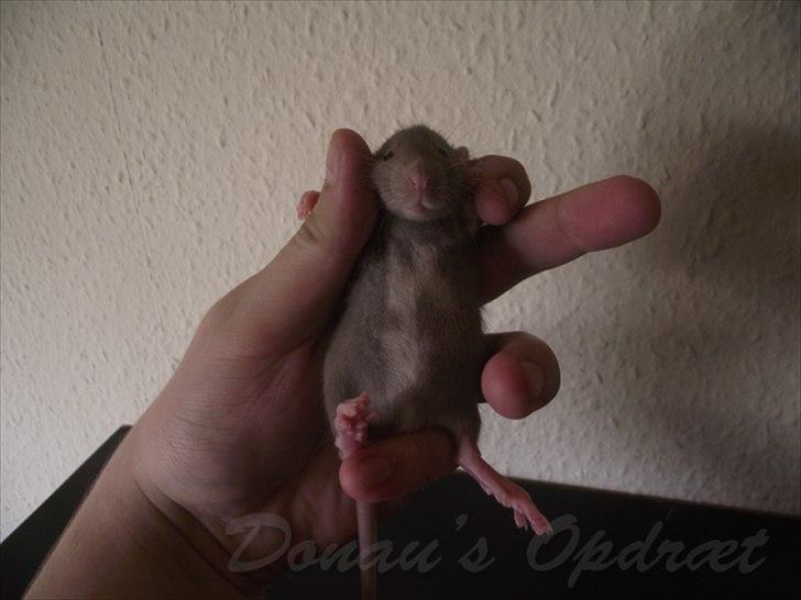 Tamrotte Donau´s Buddy Of Mine *Buddy* billede 11