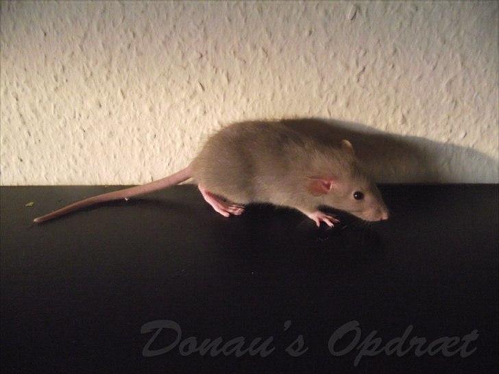 Tamrotte Donau´s Buddy Of Mine *Buddy* billede 12