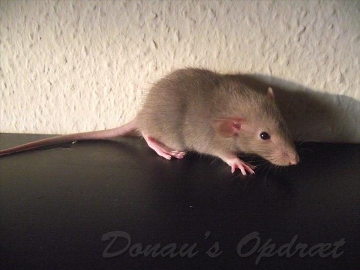 Tamrotte Donau´s Buddy Of Mine *Buddy* billede 13