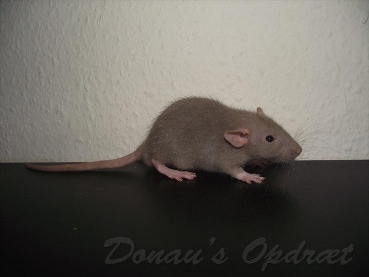 Tamrotte Donau´s Buddy Of Mine *Buddy* billede 14