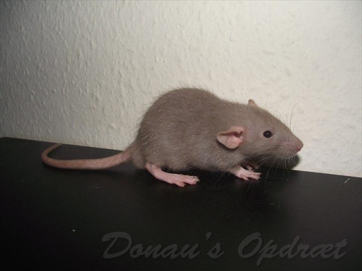 Tamrotte Donau´s Buddy Of Mine *Buddy* billede 15