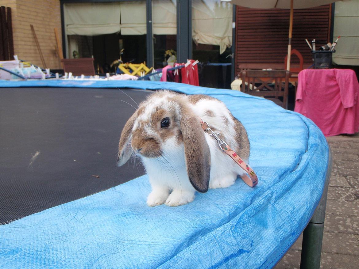 Kanin Kastaniegårds Kanina - Kastaniegaards Kanina som baby nurh.... billede 14