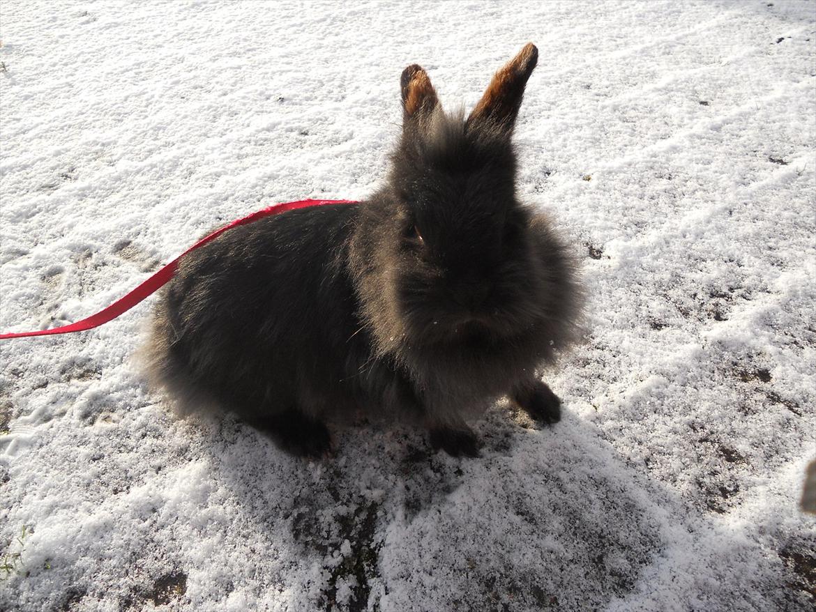 Kanin Fjumse - Min bedste ven †R.I.P.† - Fjumse i sneen!♥ December 2011 billede 15