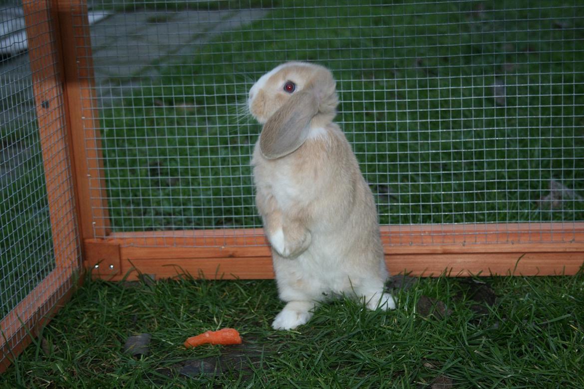 Kanin Winds Just Like Beauty billede 14