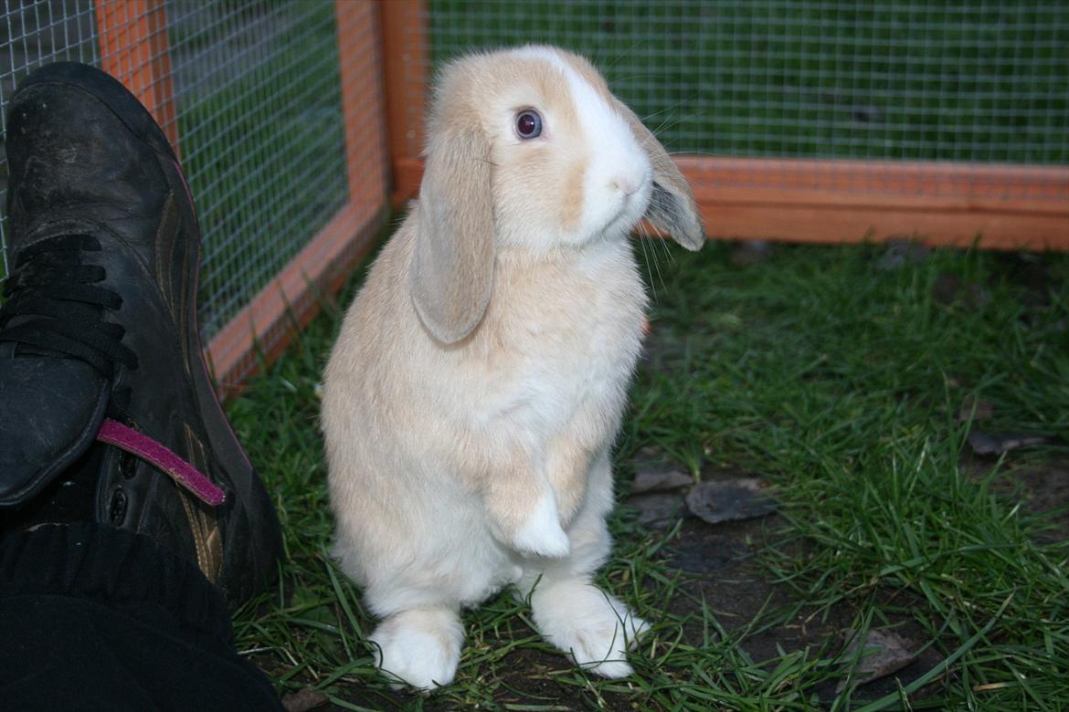 Kanin Winds Just Like Beauty billede 8