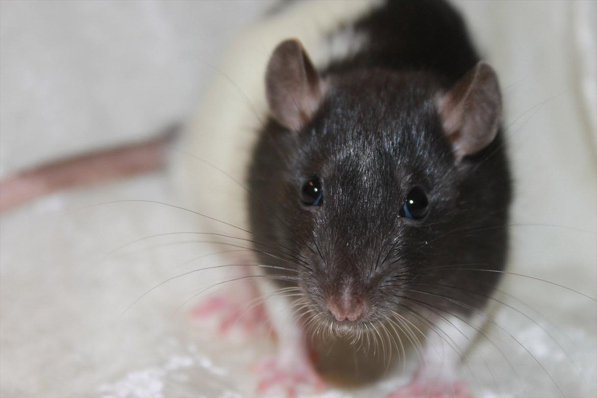 Tamrotte Baad's Julius Cæsar billede 4