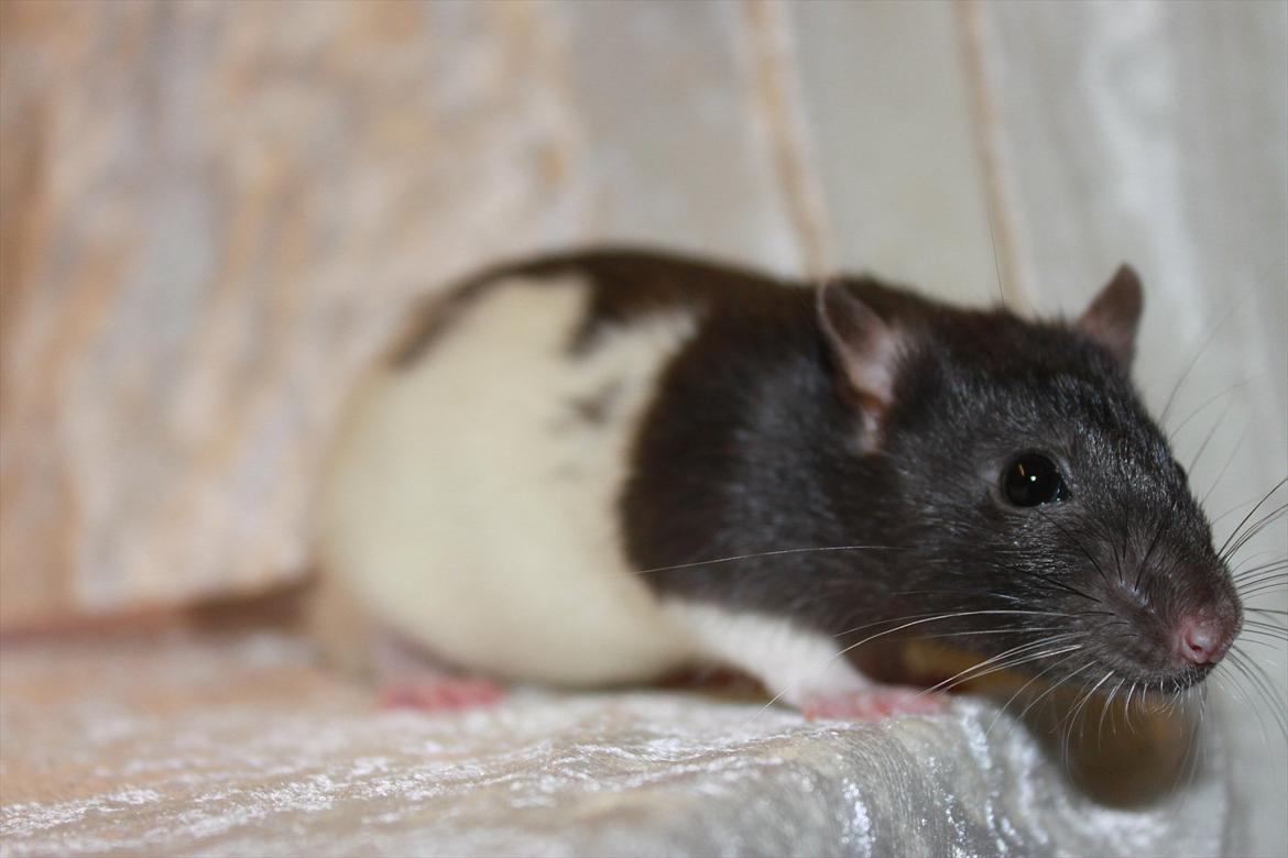 Tamrotte Baad's Julius Cæsar billede 5