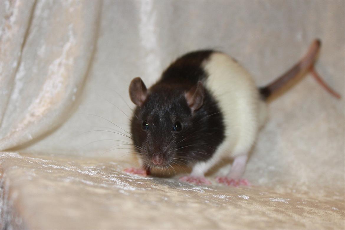 Tamrotte Baad's Julius Cæsar billede 6