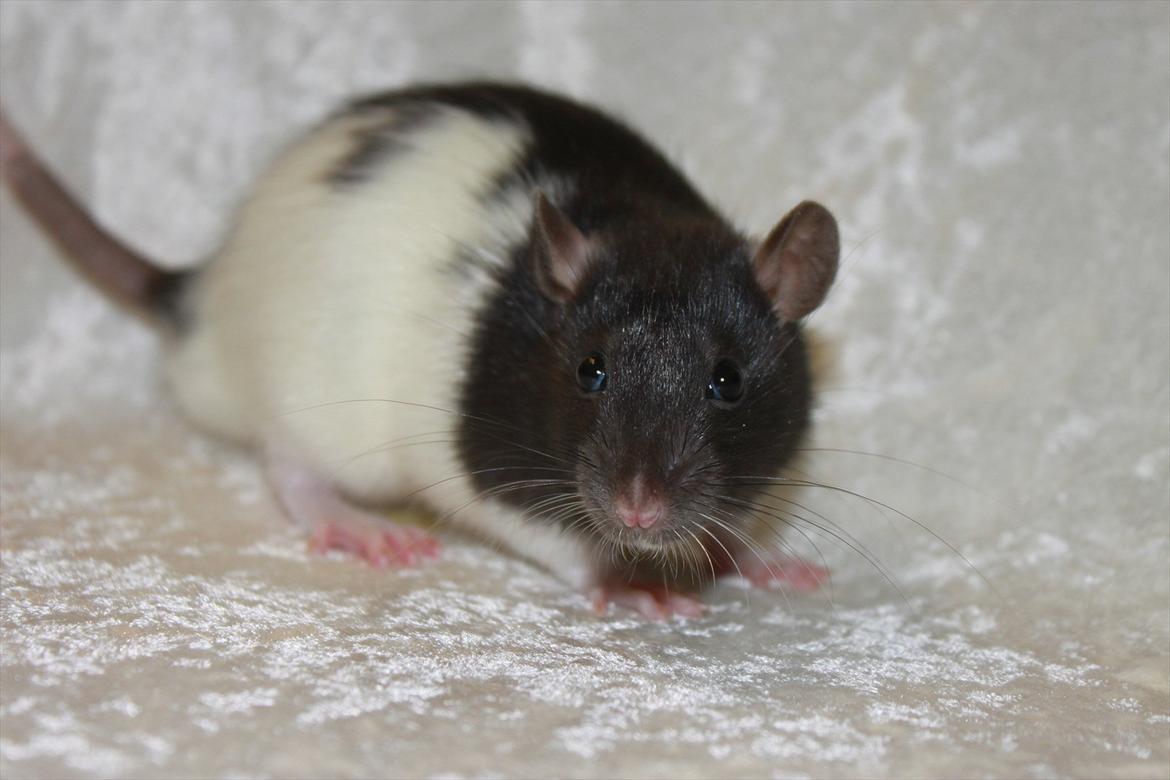 Tamrotte Baad's Julius Cæsar billede 7