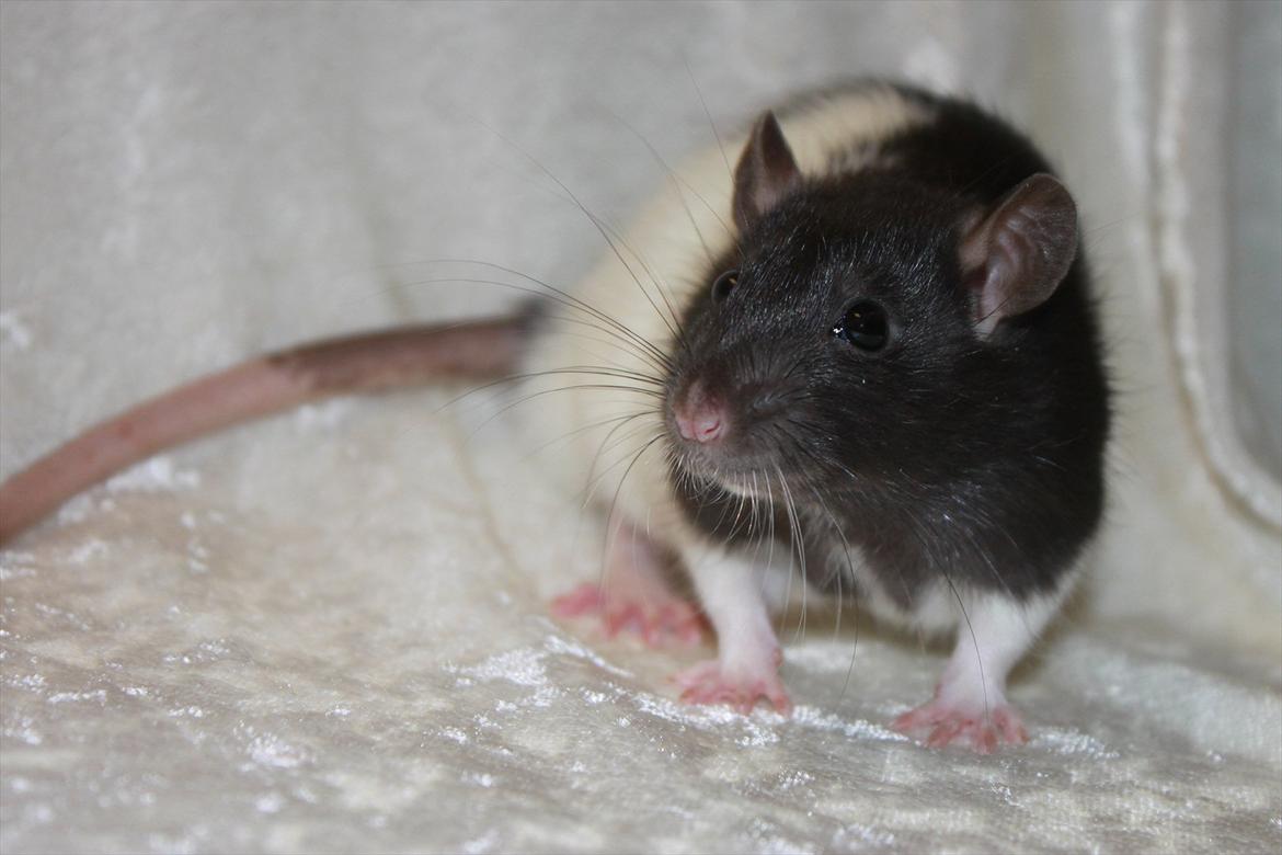 Tamrotte Baad's Julius Cæsar billede 8