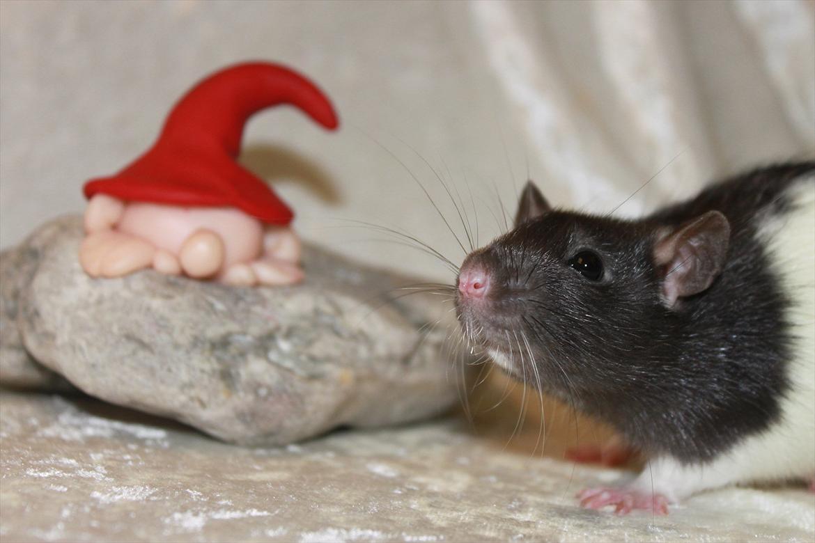 Tamrotte Baad's Julius Cæsar billede 9