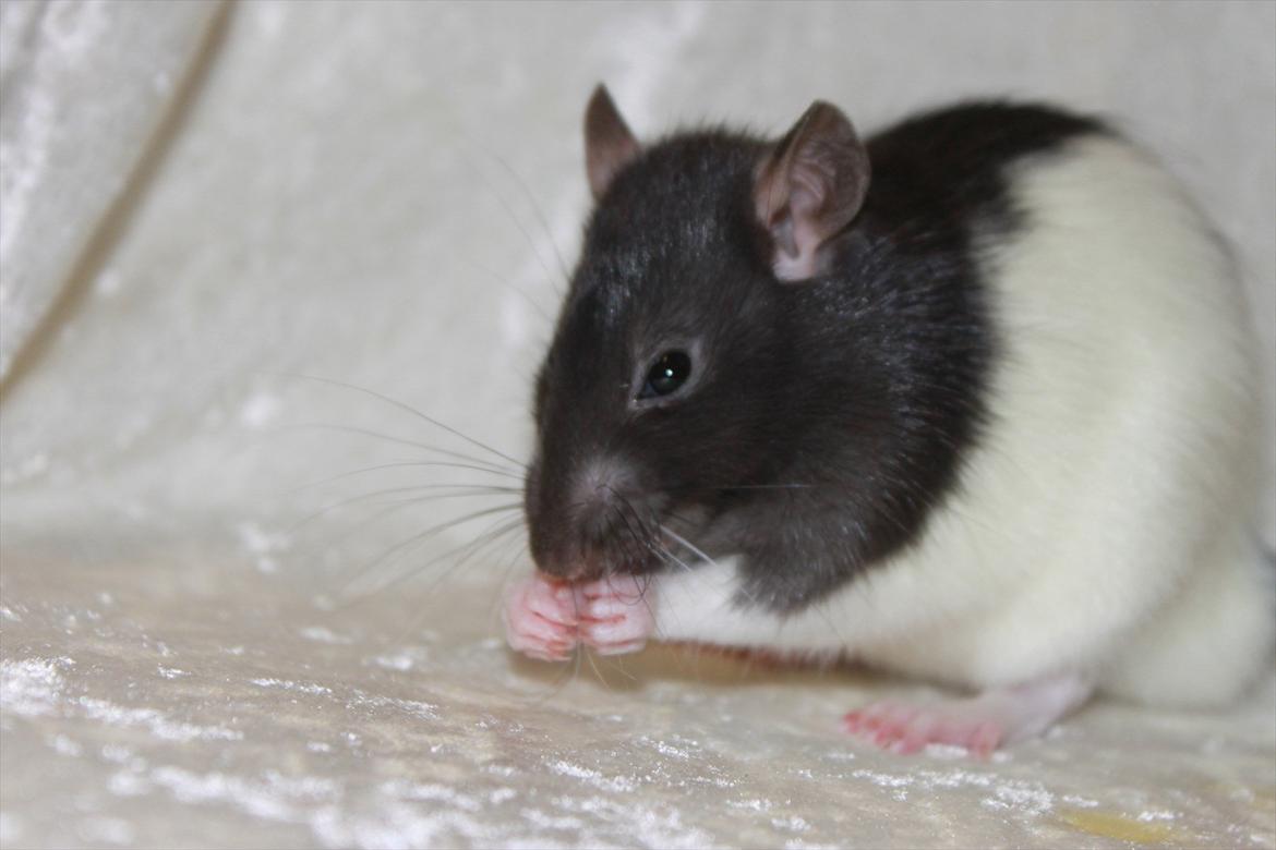 Tamrotte Baad's Julius Cæsar billede 10